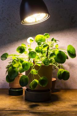 Stolna lampa osvjetljava biljku pilea peperomioides u lončiću