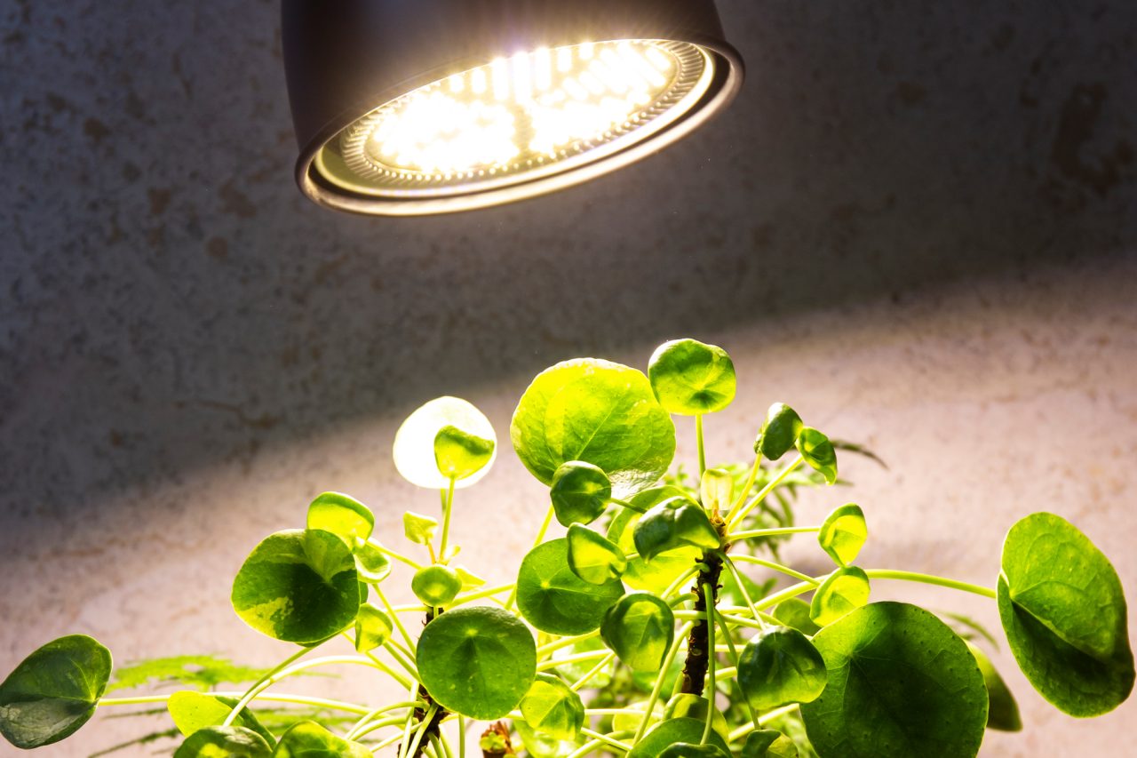 Na slici se vidi lampa za rast biljaka u lijevom gornjem kutu kako obasijava listove biljke Pileje
