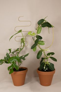 Na slici su prikazane dvije biljke penjačice posađene u tegle od terracotte. Listove im drže potporanji od metala u zlatnoj boji u raznim oblicima - jedan je ovalan, drugi zavojit. Biljke stoje na bež pozadini.