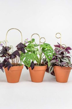 Na slici se vide četiri biljke srednje veličine koje su posađene u teglice od terracotte. U svim teglicama se nalaze zlatni metalni potporanji koji drže listove biljaka koji su zelene i ljubičaste boje. Biljke stoje na sivoj podlozi.