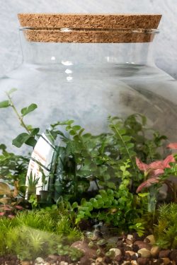 Isječak unutrašnjosti biljnog terarija u okrugloj staklenci s plutenim čepom na vrhu. Unutra se vide razne paprati, puzavci i mahovina.