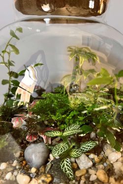 Slika isječka iz unutrašnjosti biljnog terarija u okrugloj staklenci modela 'Kugla M' slikana u krupnom planu. Unutra su posađene razne biljke, mahovina, paprati, fitonije.