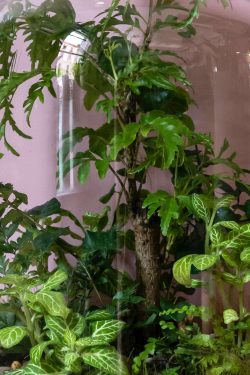 Slika prikazuje detalj unutrašnjosti biljnog terarija u staklenci modela 