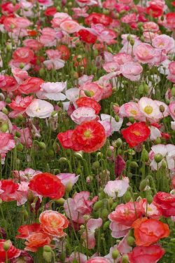 Polje makova s crvenim i svjetloružićastim cvjetovima