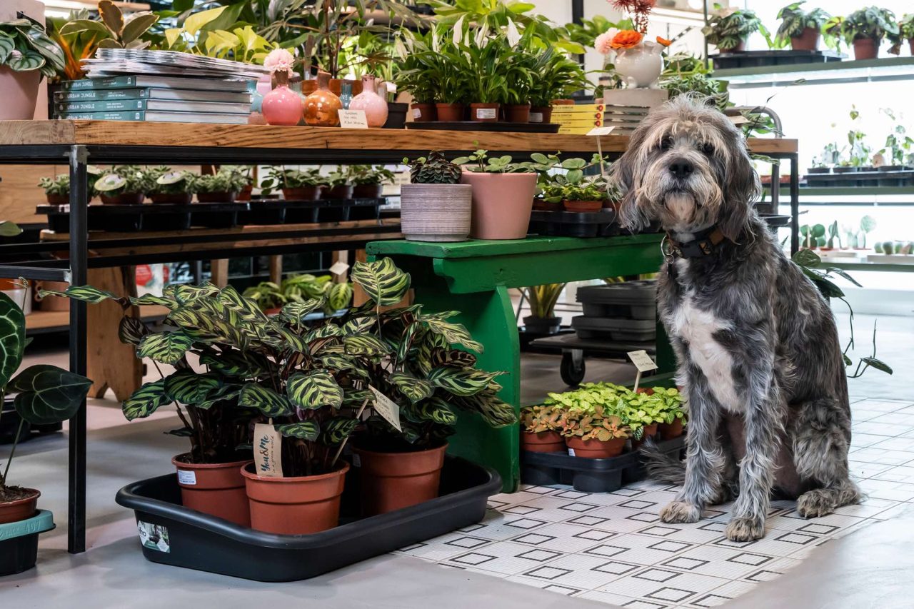 slika prikazuje čupavog sivog psa u dućanu sa sobnim biljkama