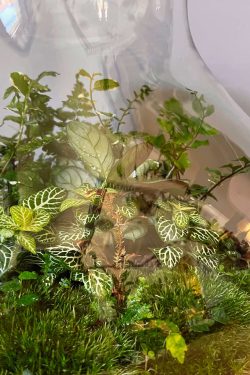 Slika prikazuje detalj unutrašnjosti biljnog terarija u trbušastoj staklenci modela 'Bulb' u krupnom planu. Kroz staklo se dobro vidi da su u terariju posađene razne biljke, paprati, marantha, zelene fittonije i mahovina.