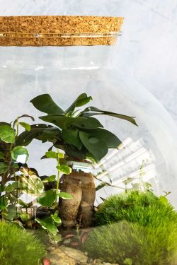 Slika isječka unutrašnjosti biljnog terarija u okrugloj staklenci modela 'Kugla L' u krupnom planu. Unutra su posađene razne biljke, vidi se puteljak od šljunka između jastučića mahovine, paprati, puzavci i jedan Ficus Ginseng.