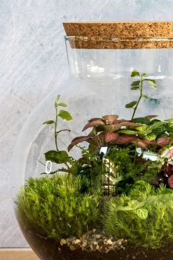 Slika prikazuje biljni terarij u okrugloj staklenci modela 