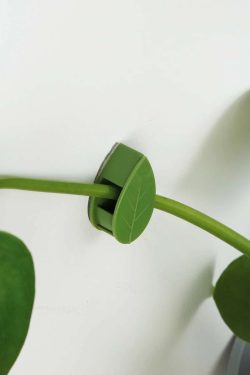 Na slici se vidi zelena plastična kvačica u obliku lista koja drži granu biljke puzavca pričvršćenu na zid.