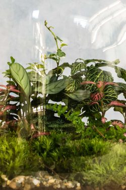 Slika detalja unutrašnjosti biljnog terarija u staklenci modela 'Capsule L' u krupnom planu. Kroz staklo se vidi da su unutra posađene razne biljke, paprati, puzavci, crvene fittonije i maranta u sredini, vidi se šljunak i jastučići mahovine na dnu.
