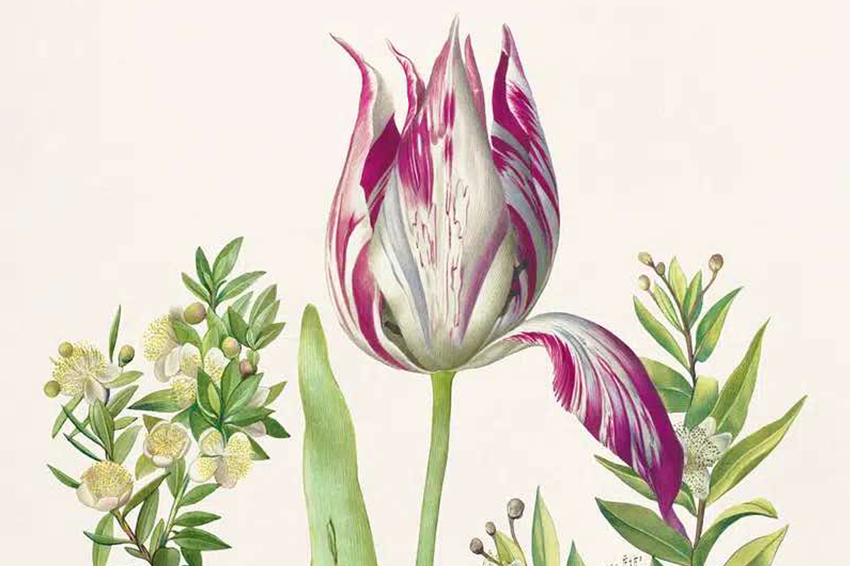 Botanical illustration by Maria Sibylla Merian - floral, tulip