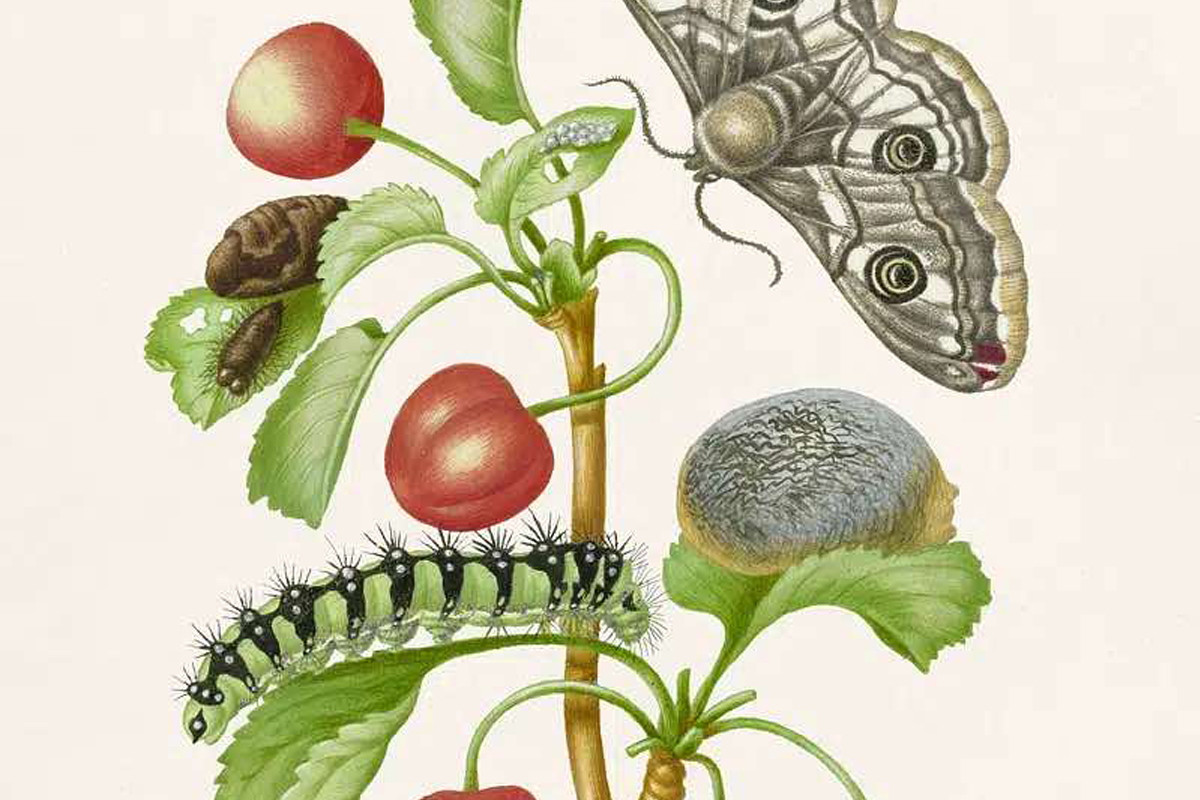 Botanical illustration by Maria Sibylla Merian, fruit with caterpillar and moth