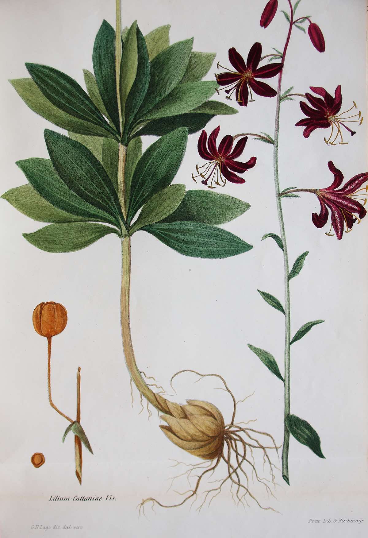 Lillium cattaniae, botanical illustration