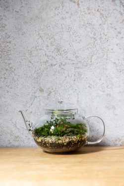 Na slici je prikazan biljni terarij u staklenom čajniku. Unutra se vide sloj zemlje i šljunka, a na tome mahovina i reznice raznih biljaka. Terarij stoji na drvenom stolu ispred sive pozadine.