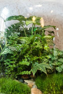 Slika prikazuje detalj unutrašnjosti biljnog terarija u staklenci modela 'Capsule L'. Kroz staklo se vidi u krupnom planu isječak biljaka koje su posađene unutra; vide se paprati, puzavci, zelene fitonije kao mala zelena šumica.