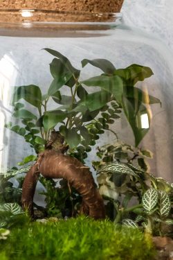 Unutrašnjost biljnog terarija s posađenim bonsaiem fikusa u krupnom planu