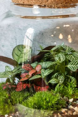 Slika prikazuje biljke koje su posađene u unutrašnjosti biljnog terarija u staklenci novog modela 