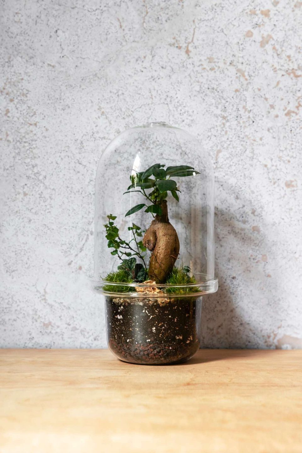 Slika prikazuje biljni terarija u staklenci sa staklenim poklopcem u obliku zvona. Unutra je posađeno jedno bonsai drvce i mahovina.