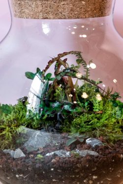 Slika prikazuje isječak unutrašnjosti manjeg biljnog terarija u okrugloj staklenci modela 'Kugla S' u krupnom planu. Unutra su posađene razne biljke, draguljasta begonija u sredini na jastučićima mahovine.
