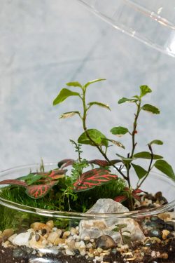 Slika biljaka u unutrašnjosti biljnog terarija u staklenci sa staklenim poklopcem u obliku jaja. Terarij stoji na drvenom stolu, ispred plave pozadine. Otklopljen je, a unutra su posađene razne biljke. Dekoriran je mahovinom i šljunkom.