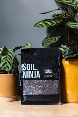 Na slici se vidi vreća supstrata od 2,5 kg proizvođača Soil.Ninja za biljke iz poprodice Maranthacae. Uz vreću stoje biljke u ukrasnim teglicama.