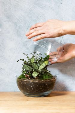 Ruke podižu stakleni poklopac biljnog terarija u okrugloj staklenci. Unutra su posađene biljke poput marante i paprati.