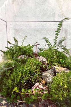 Unutrašnjost biljnog terarija slikana kroz staklo u krupnom planu. Unutra se vide biljke i mahovina posađene uz dekorativno kamenje.
